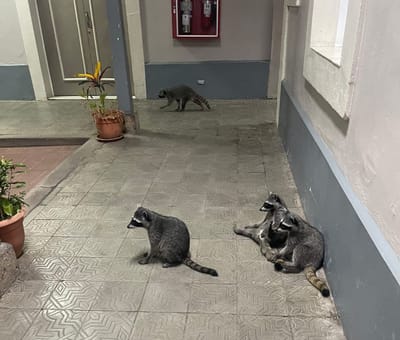 Los mapaches volvieron a causar estragos en los antiguos edificios del Congreso. Foto: cortesía.