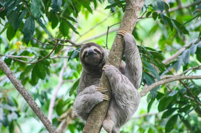 Perezoso en Manuel Antonio/Foto Angie Bravo