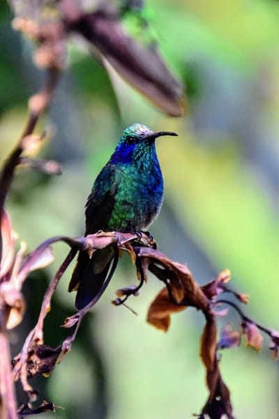 Colibrí