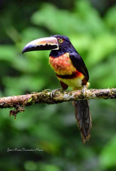Tucancillo Collarejo