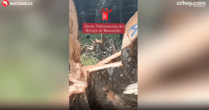 SINAC asegura que extracción de madera tiene permisos.