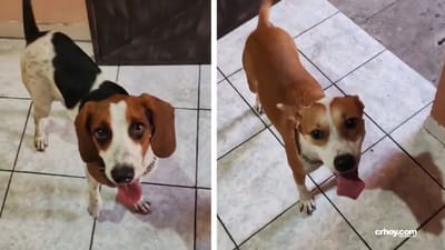 Perros que sufrían aparente maltrato ya están felices y jugando en una asociación