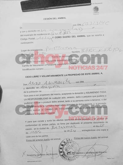 Supuesto agresor firmó un documento donde cede los perros a Irene Aguilar, directora de la Asociación de Bienestar Animal y Ayuda Animalista Miau Wao