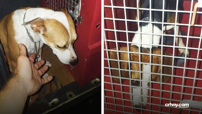 Dos perros sufrían aparente maltrato animal