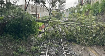Caída de árbol sobre vía férrea, provoca suspensión de servicios de tren
