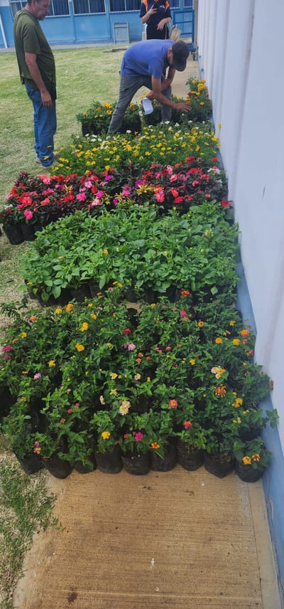 Colegio sembró 700 plantas polinizadoras