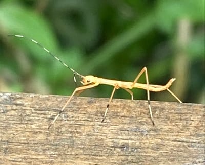 Insecto palo