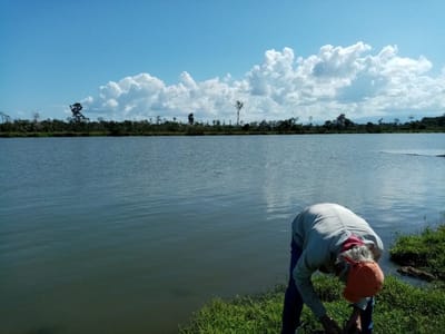Sustancias estarían dañando a organismos acuáticos que no son objetivo de control de los plaguicidas
