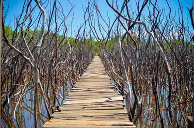 Playa Avellanas