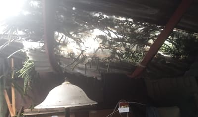 Rayo genera caída de árbol e impacta casa cural de iglesia en Tibás