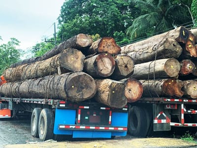 Árboles talados en el Caribe Sur. CRH