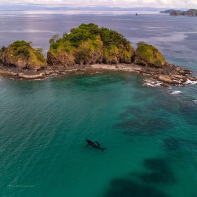 Ballena