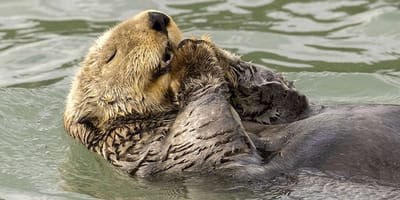 Fotos finalistas del concurso Comedy Wildlife Photography Awards 2024