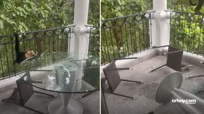 Video muestra mono cariblanco quebrando mesa en Manuel Antonio