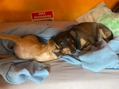 Proyecto que reconoce a los animales como seres sintientes se discute en el Congreso