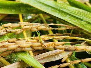 Germinación de arroz en la propia espiga. (Cortesía de Conarroz).