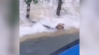 "La está viendo fea ese amigo, sí se va a morir", sujeto graba a perro luchando tras inundaciones