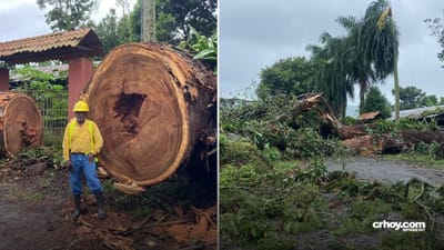 Caída de enorme árbol en Siquirres provoca el desplome de 6 postes
