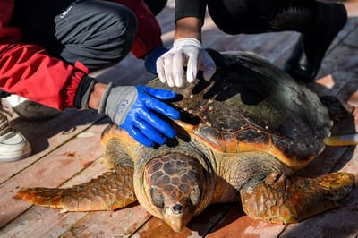 Especialistas marinos tratan a una tortuga marina en una barcaza de cuidados en la isla Kerkennah de Túnez, la única del Mediterráneo. (Photo by Akim REZGUI / AFP)