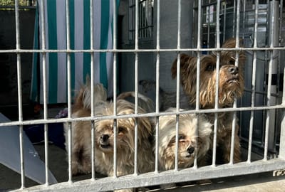 Los perros rescatados tras el incendio de Eaton están en Pasadena Humane, un refugio para animales, en California. "Nunca antes habíamos tenido que acoger a 350 animales a la vez en un día", dijo Kevin McManus, del centro. "Ha sido realmente abrumador". (Paula RAMON / AFP)