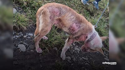 Mujer que encontró a perrito arrastrado en Guácimo dijo que fue alertada por trabajador de finca