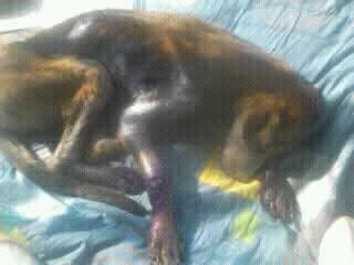 Primer caso en el 2016 "Lindo" el perro de plata.