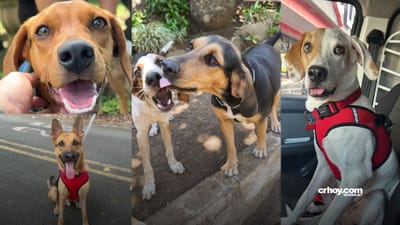 De la calle a un hogar: así salva vidas la Asociación Animal Hope