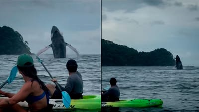 Imagen del espectáculo de ballenas que se viralizó fuera del país. Foto: Mamawata Surf Retreat