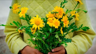Las flores amarillas se convirtieron en un símbolo de afecto y una tradición popular cada 21 de septiembre, impulsada por la telenovela argentina "Floricienta" y las redes sociales.