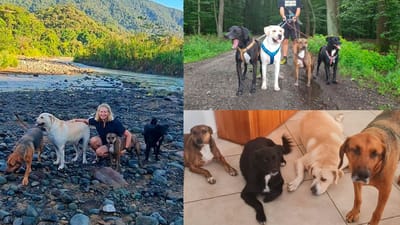 ¿Qué pasó con los perros de Rüdiger y Manuela tras su asesinato en Quepos? OIJ lo revela