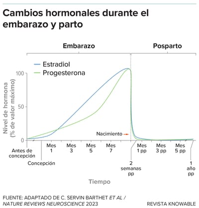 Las hormonas estradiol y progesterona aumentan durante el embarazo. En algunas mujeres, su caída repentina después del parto desencadena la aparición de la depresión posparto.
