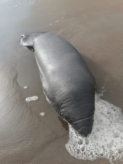 Fotografía de cuando Böëna fue hallada en Tortuguero. Cortesía: SINAC. 