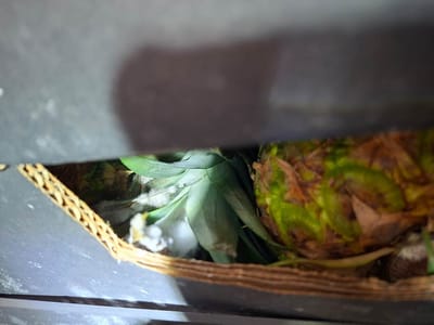 Droga decomisada en Países Bajos, oculta en piñas procedentes de Costa Rica. Archivo CRH/Con fines ilustrativos