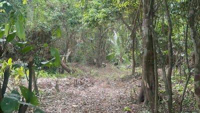 Dentro de la zona de manglar se observa que se abrió camino hacia uno de los afluentes.