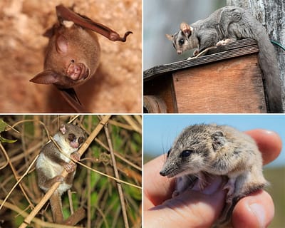 Según investigaciones recientes, la heterotermia evolucionó de forma independiente en múltiples ocasiones entre mamíferos y aves. Muchas de estas criaturas utilizan el letargo, en el que se reduce el metabolismo y la temperatura corporal se acerca a la temperatura ambiente. Entre estas especies se incluyen (en el sentido de las agujas del reloj desde la parte superior izquierda): murciélagos Macronycteris commersoni, petauros del azúcar, lémures enanos de cola gorda y dunnarts de cola gruesa. Créditos en el sentido de las agujas del reloj desde la parte superior izquierda: David Dennis, Deborah Metters, Sam Gordon, Nigel Voaden / iNaturalist.org