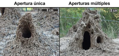 La especie de hormiga cortadora de hojas Atta vollenweideri construye torretas alrededor de las aberturas de sus túneles. Las aberturas de las torretas ayudan a regular la temperatura y a eliminar el dióxido de carbono del nido.