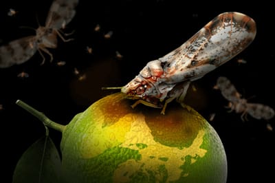 El psílido o insecto volador que la transmite, la Diaphorina citri. Fuente: Divergentes