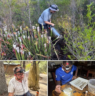 Para recolectar ADNi de mosquitos, la investigadora Sarah Kroening utiliza un aspirador (arriba) para aspirar insectos entre las plantas carnívoras de una ciénaga en el Panhandle de Florida. El entomólogo Lawrence Reeves inspecciona mosquitos recolectados en las montañas Dragoon, al sur de Arizona (abajo a la izquierda). Gift Mwaanga clasifica los mosquitos recolectados en el sur de Zambia en busca de ejemplares que se hayan alimentado de sangre. Los insectos pueden albergar material genético de los animales hospedadores de los que se han alimentado, que los científicos extraerán y analizarán. Foto: Lawrence Reeves.