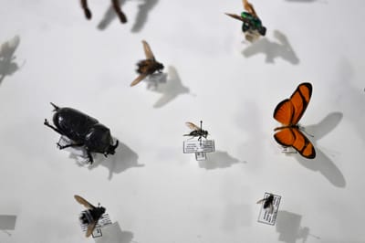 Científicos ecuatorianos anunciaron&nbsp; que habían identificado genéticamente 8.000 nuevas especies de insectos en un bosque protegido del Chocó andino ecuatoriano. AFP