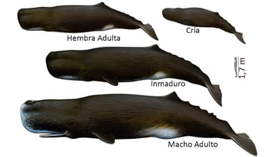"Ilustraciones de mamíferos marinos" de Brett Jarrett, tomadas de "Whales, Dolphins and Seals: A Field Guide To The Marine Mammals of the World", de Hadoram Shirihai. Editorial A&C Black.