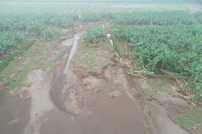 Finca San Pablo, en Pacuarito de Siquirres.