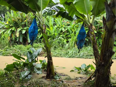 Finca San Pablo, en Pacuarito de Siquirres.