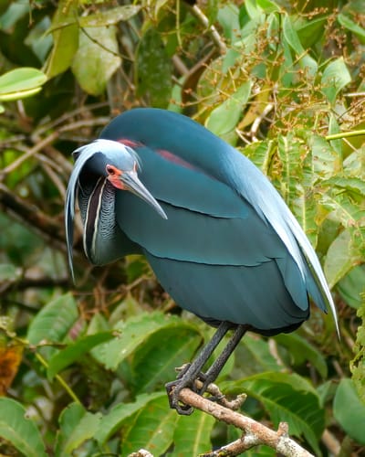 Garza Agamí