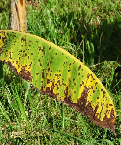 Planta con sigatoka negra (Mycosphaerella fijiensis). Fotografía: koppert.com