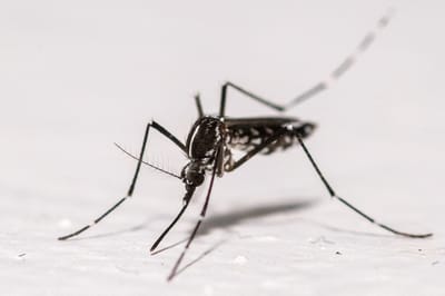 Mosquito tigre tiene prohibido volar en un pueblo al sureste de Francia.AFP