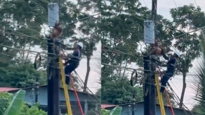 Perezoso que fue quitado del tendido eléctrico en San Carlos.