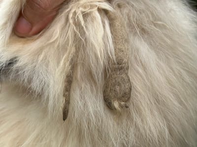 Carousel image