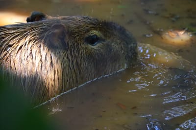 Capibara rescatado. Cortesía: Rescate Wildlife Rescue Center.