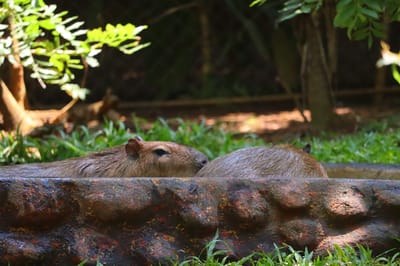 Capibara rescatado. Cortesía: Rescate Wildlife Rescue Center.