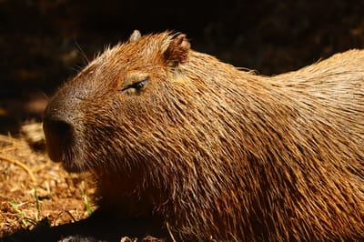 Capibara rescatado. Cortesía: Rescate Wildlife Rescue Center.